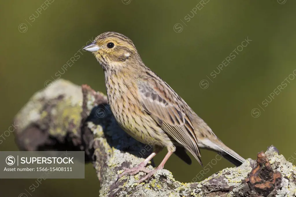 Cirl Bunting (Emberiza cirlus), adult female standing on a branch.