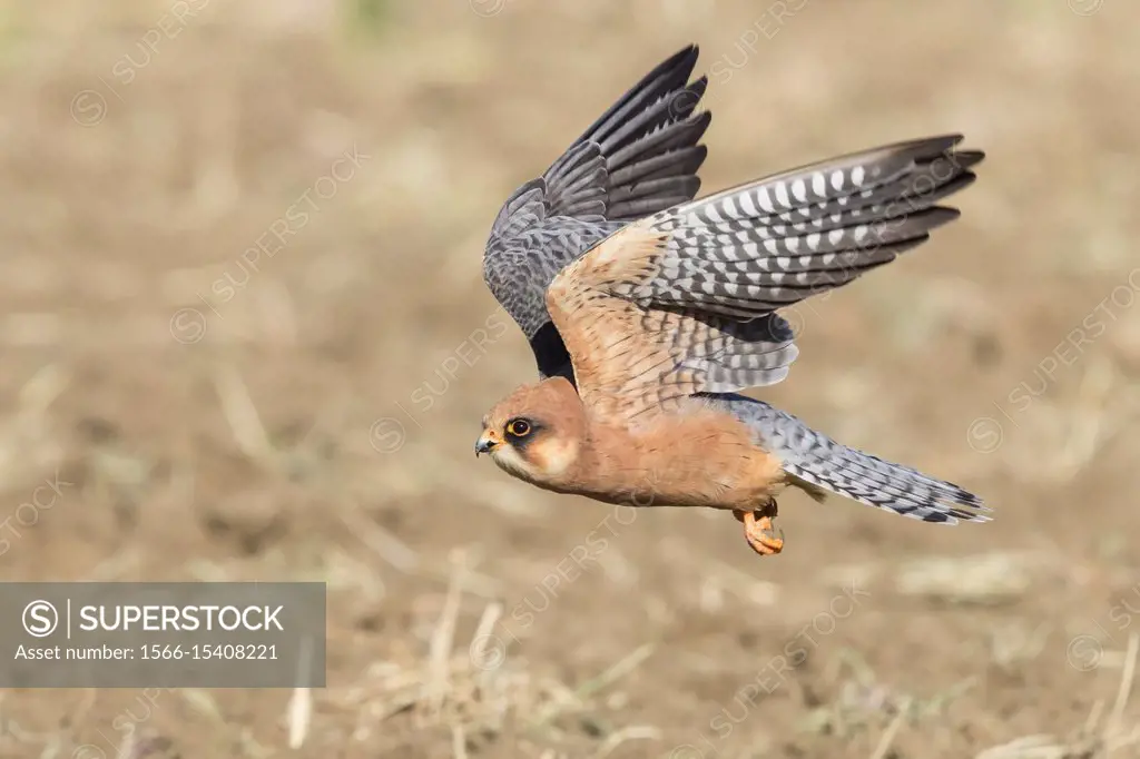 Red-footed Falcon (Falco vespertinus), adult female in flight.