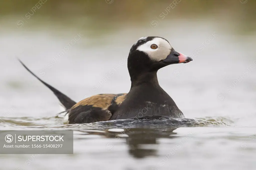 Long-tailed Duck (Clangula hyemalis), adult male swimming in a pond.