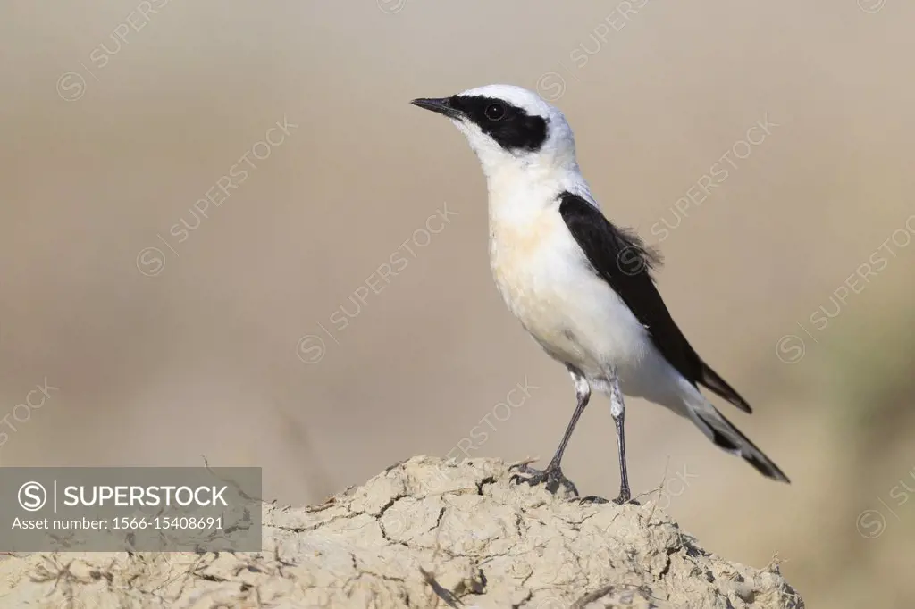 Eastern Black-eared Wheatear (Oenanthe hispanica melanoleuca), side view of an adult male standing on the ground in Italy.