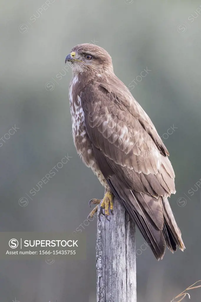 Common Buzzard (Buteo buteo), adult standing on a post.