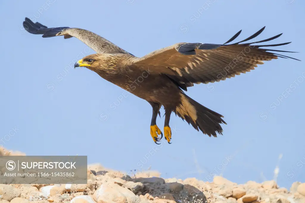 Lesser Spotted Eagle (Aquila pomarina), juvenile in flight.