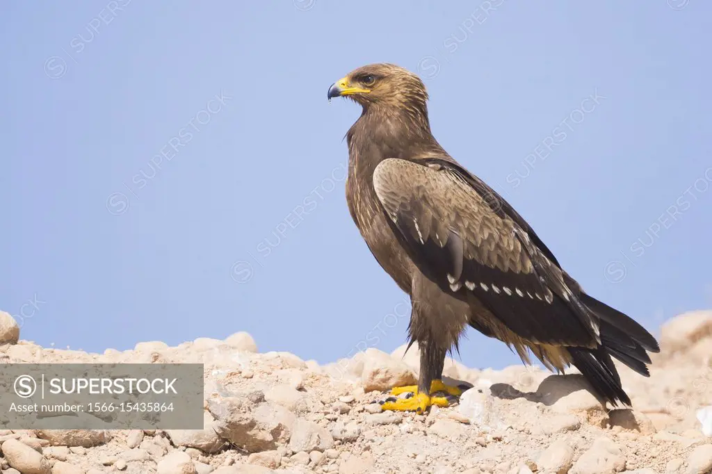 Lesser Spotted Eagle (Aquila pomarina), juvenile standing on the ground.