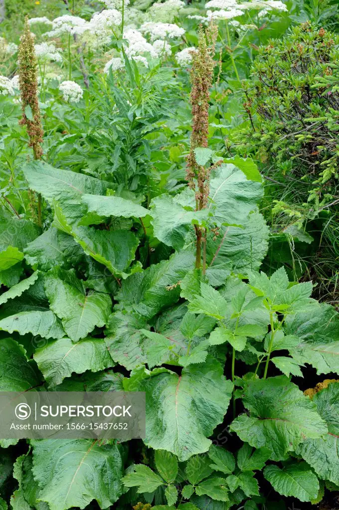 Good King Henry (Chenopodium bonus-henricus or Blitum bonus-henricus) is an annual or perennial herb Native to central Europe and south Europe mountai...