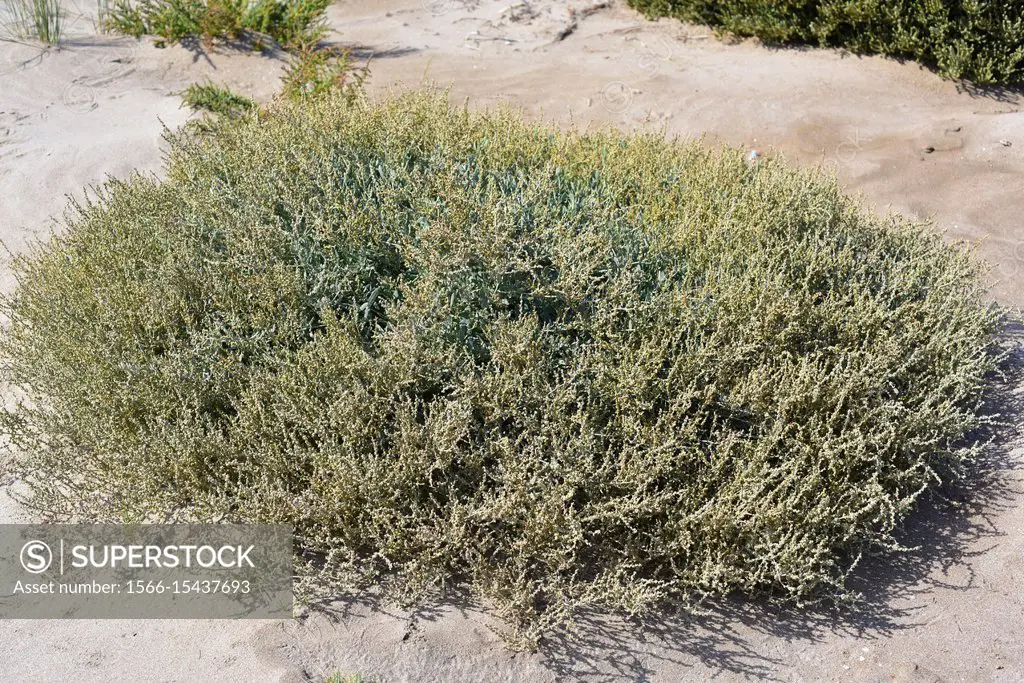 Sea purslane (Halimione portulacoides or Atriplex portulacoides) is an halophyte shrub native to Mediterranean Basin coasts and Atlantic European coas...