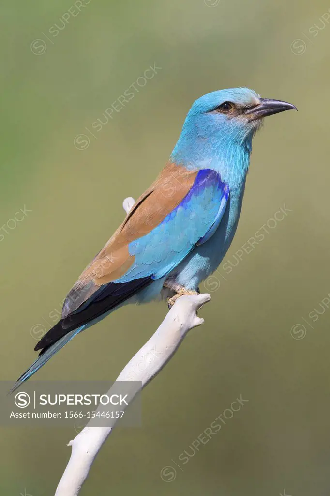 European Roller (Coracias garrulus), side view of an adult perched on a branch.