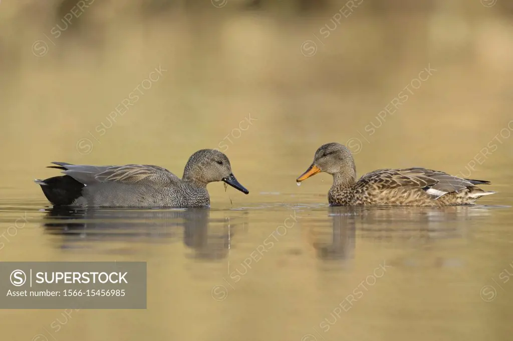 Pair of Gadwall Ducks ( Anas strepera ), pair, couple, in breeding dress, swimming breast to breast on springlike golden colored water.