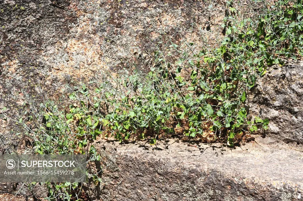 Acedera redonda (Rumex scutatus induratus) is an Iberian-Maghreb endemism. This photo was taken in Monsanto, Portugal.