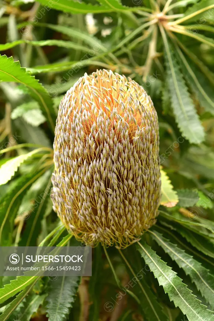 Old man banksia (Banksia serrata) is an evergreen tre ntive to eastern Australia coast. Inflorescence detail.