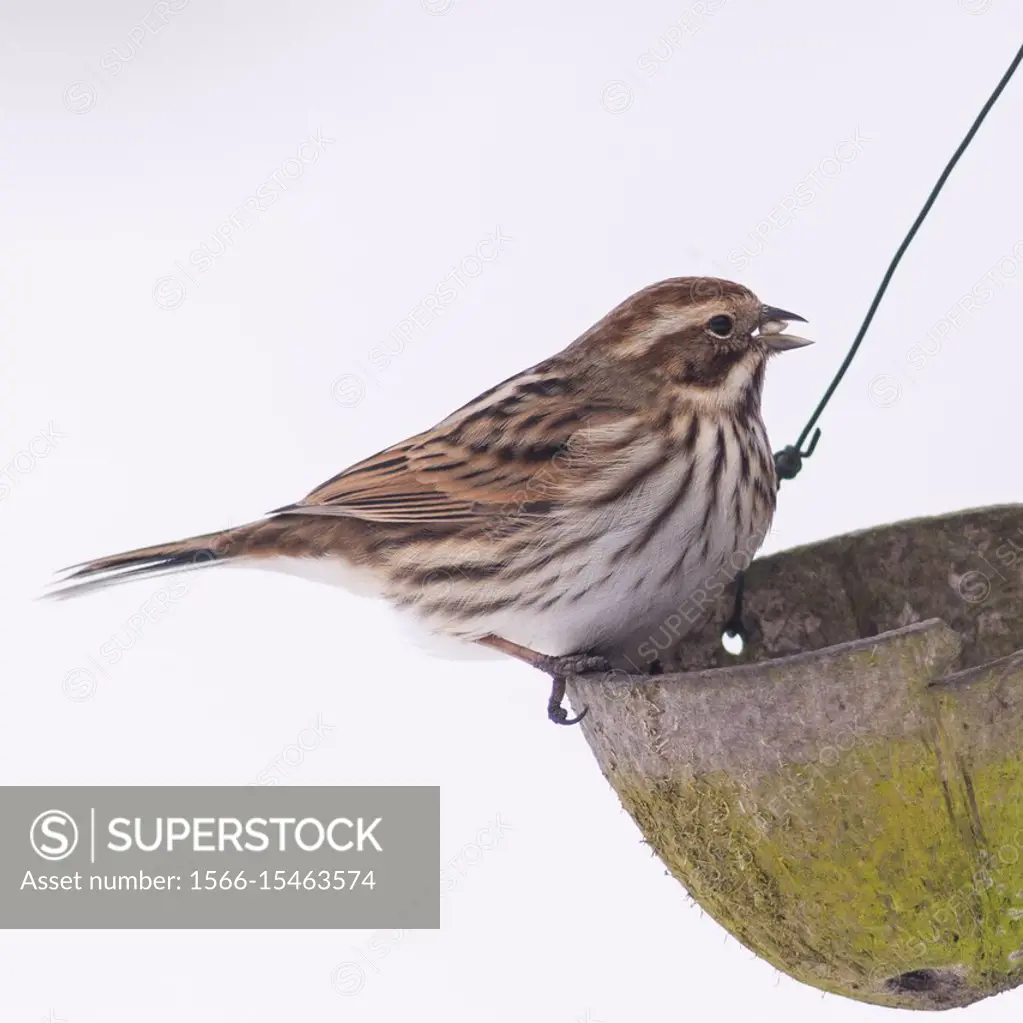 A Female Reed Bunting (Emberiza schoeniclus) in the Uk.