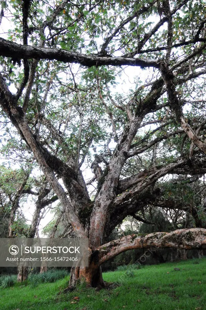 African redwood or African rosewood (Hagenia abyssinica) is a medicinal tree native to central and eastern Africa mountains. This photo was taken in S...