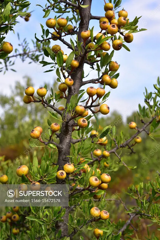 Mediterranean wild pear (Pyrus spinosa or Pyrus amygdaliformis) is a deciduous tree native to north Mediterranean Basin, from Spain to Turkey. This ph...