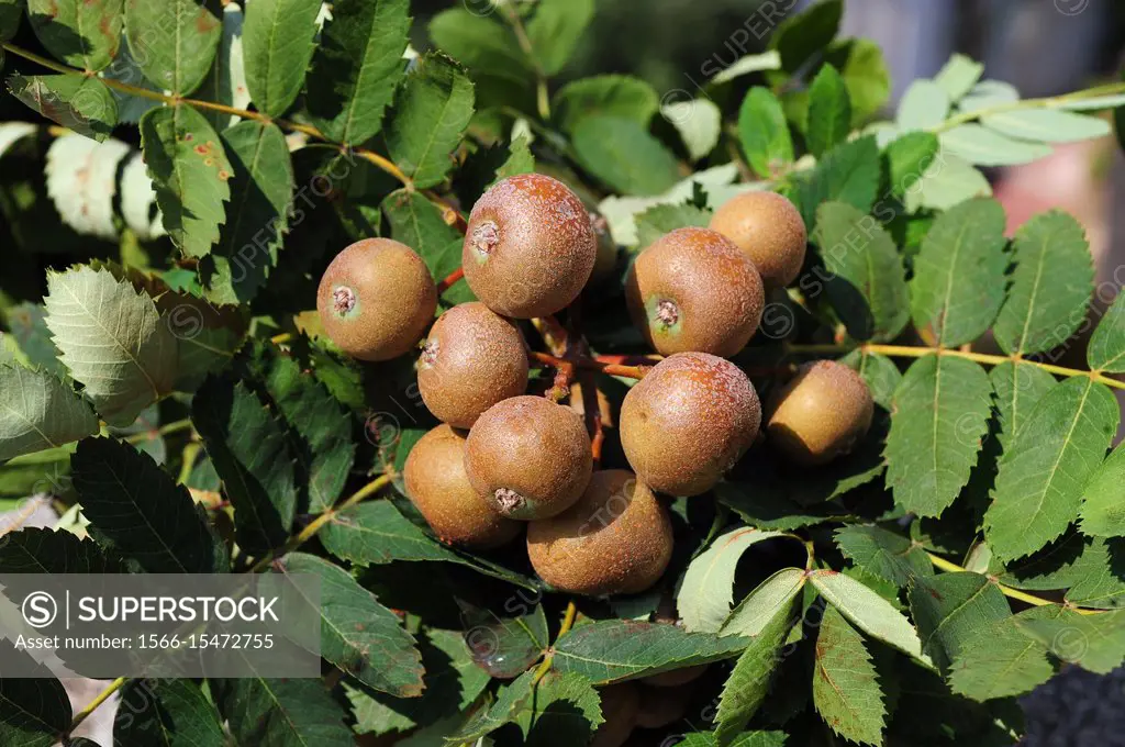 Service tree or sorb tree (Sorbus domestica) is a deciduous tree native to south Europe, north Africa, Caucasus and north Turkey. Its over-ripen fruit...