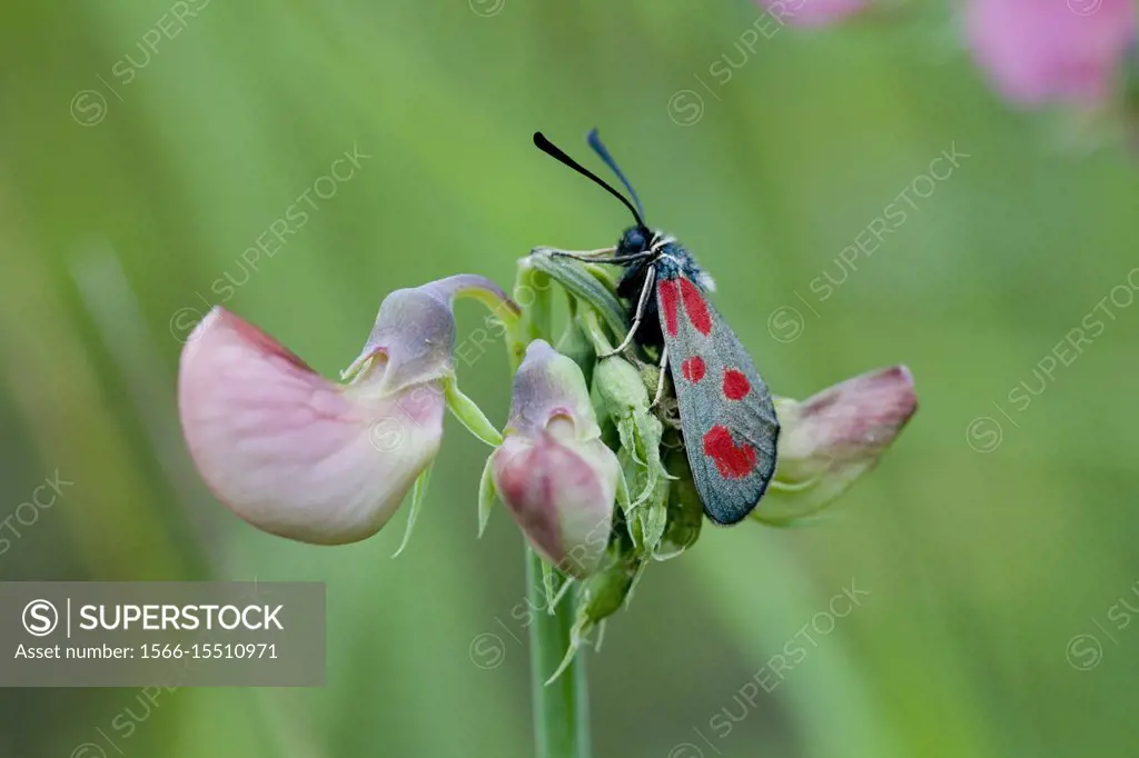 Slender Scotch Burnet, Zygaena loti. Blackish moth with red spots. Wingspan 25-35mm. Flight: June-August. Day-flying moth that inhabits dry scrubland,...