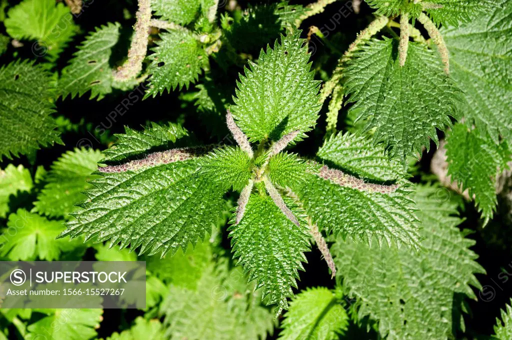 Nettle (Urtica membranacea) is an annual herb native to Mediterranean Basin coasts and Portugal. This photo was taken in Menorca, Balearic Islands, Sp...
