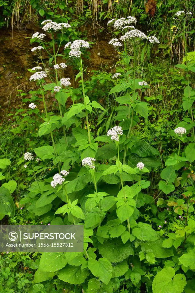 Valeriana pirenaica (Valeriana pyrenaica) is a perennial herb native to Pyrenees and Cantabrian Mountains. This photo was taken Munielos Biosphere Res...