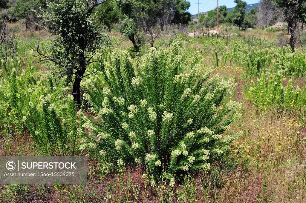 Flax-leaved daphne (Daphne gnidium) is a poisonous evergreen shrub native to Mediterranean Basin. This photo was taken near La Junquera, Girona provin...