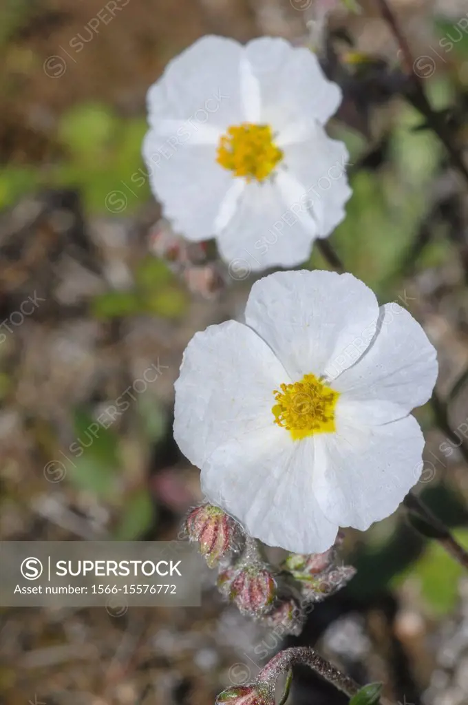 Helianthemum apeninum, white rock rose, flower, chaguarzo, Cistaceae, Miranda de Azan, Salamanca, Castilla y Leon, Spain.