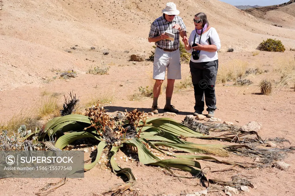 Welwitschia or tree tumbo (Welwitschia mirabilis) is a gimnosperm plant endemic to Namib Desert (Angola and Namibia). This photo was taken near Swakop...