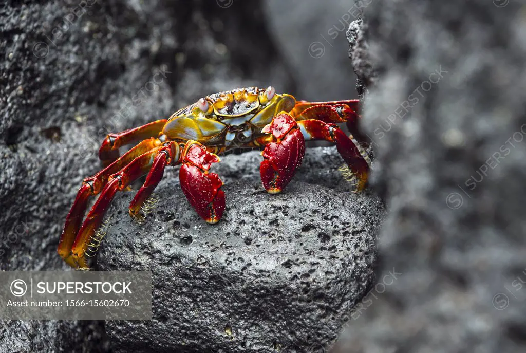 Sally Lightfoot Crab (Grapsus grapsus), Marsh crabs family (Grapsidae), Floreana Island, Galapagos Islands, Ecuador.