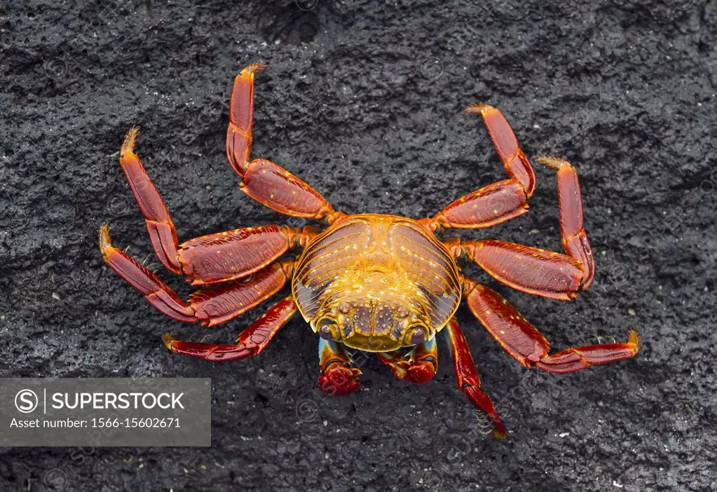 Sally Lightfoot Crab (Grapsus grapsus), Marsh crabs family (Grapsidae), Isabela Island, Galapagos Islands, Ecuador.