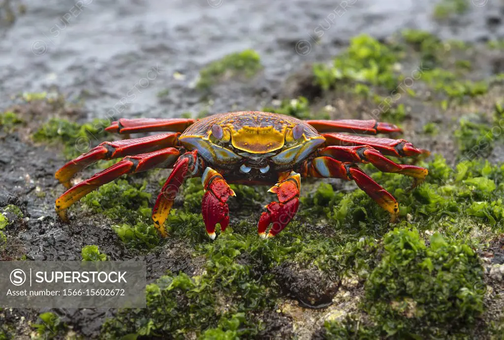 Sally Lightfoot Crab (Grapsus grapsus), Marsh crabs family (Grapsidae), Floreana Island, Galapagos Islands, Ecuador.