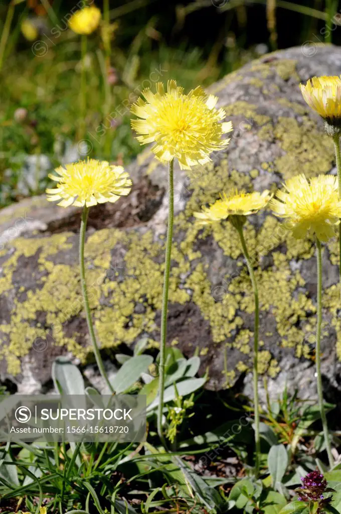 Mouse-ear hawkweed (Hieracium pilosella or Pilosella officinarum) is a perennial medicinal herb native to Europe and north Asia. This photo was taken ...