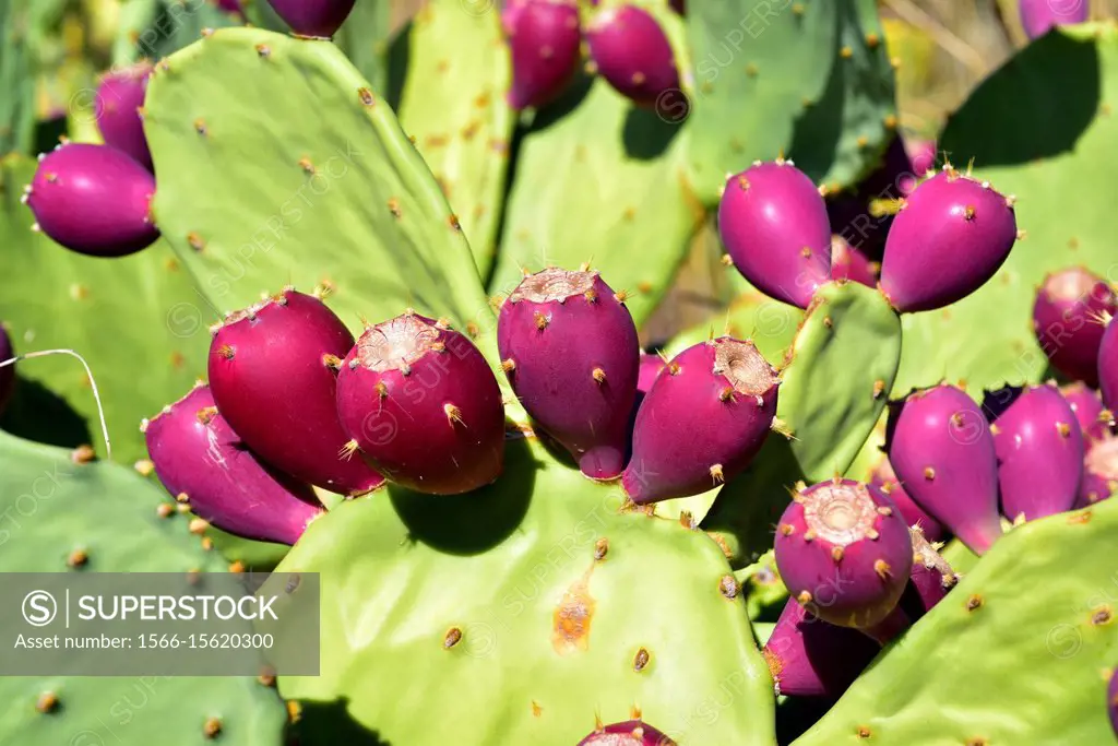 Erect prickly pear (Opuntia dillenii or Opuntia stricta) is a spiny and succulent plant native to America (North America, Central and South America an...