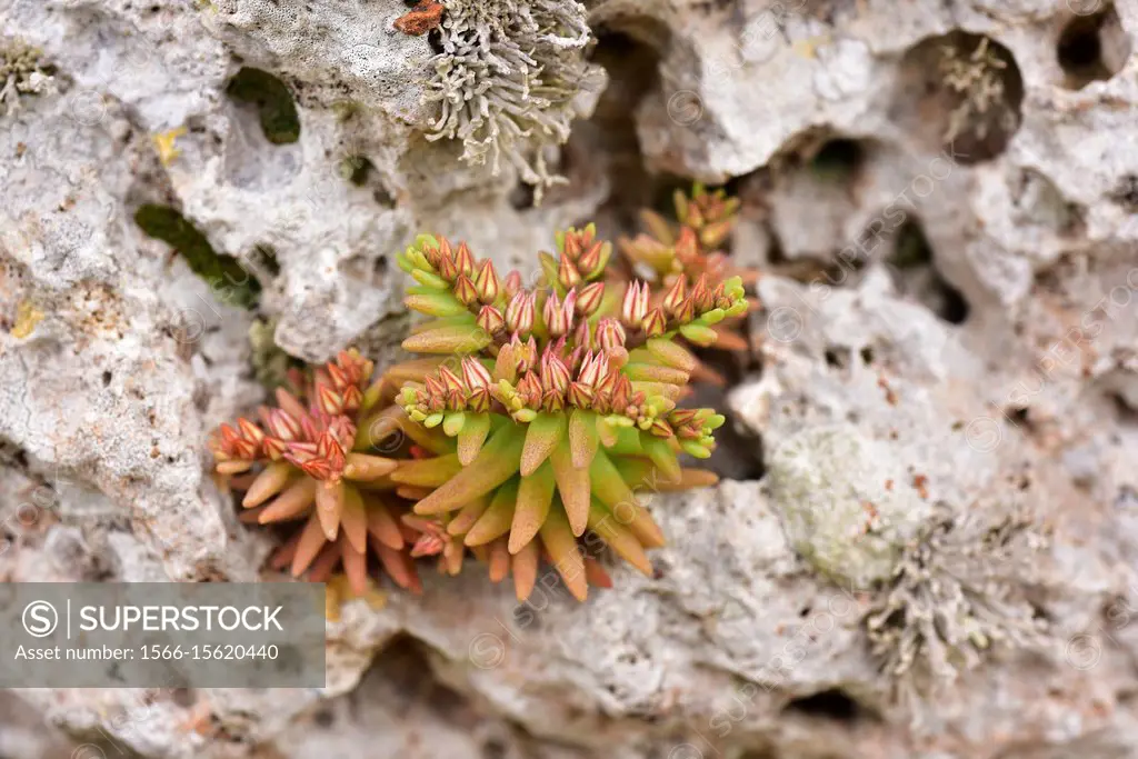 Red stonecrop (Sedum rubens) is an annual plant native to Mediterranean Basin and Portugal. This photo was taken in Trepuco, Menorca, Balearic Islands...
