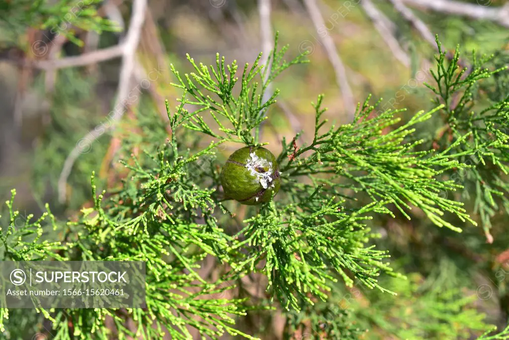Rottnest Island pine or southern cypres pine (Callitris preissii) is a conifer endemic to Australia. Resin fruit and leaves detail.