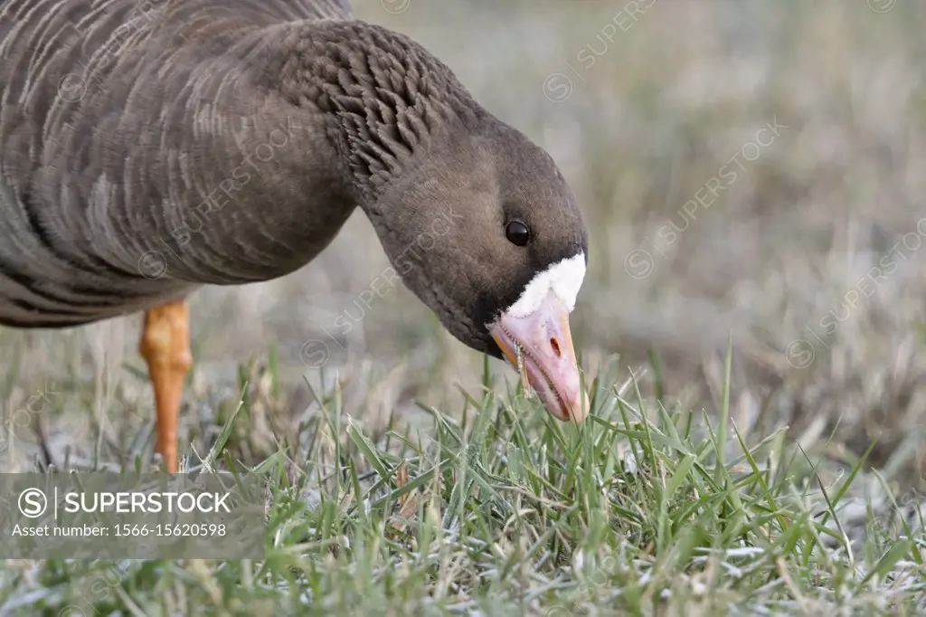 Greater White-fronted Goose / Blaessgans ( Anser albifrons ) in winter, feeding on frosty grass, detailed close-up, wildlife, Europe.