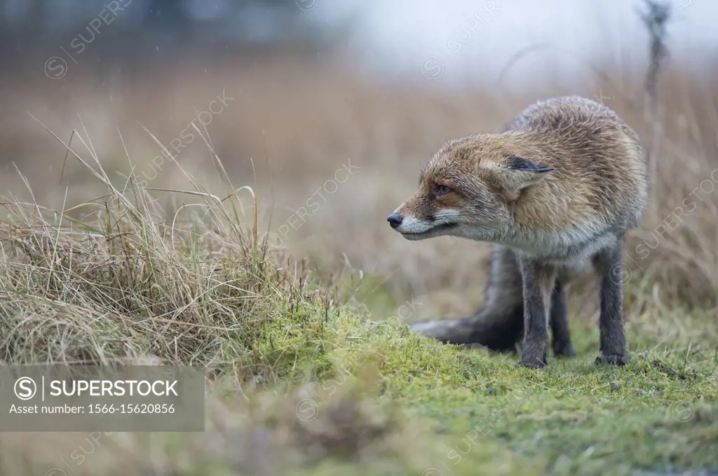 Red Fox / Rotfuchs ( Vulpes vulpes ), adult, watching biding, laying back its ears, irritated, typical behaviour, rainy day.