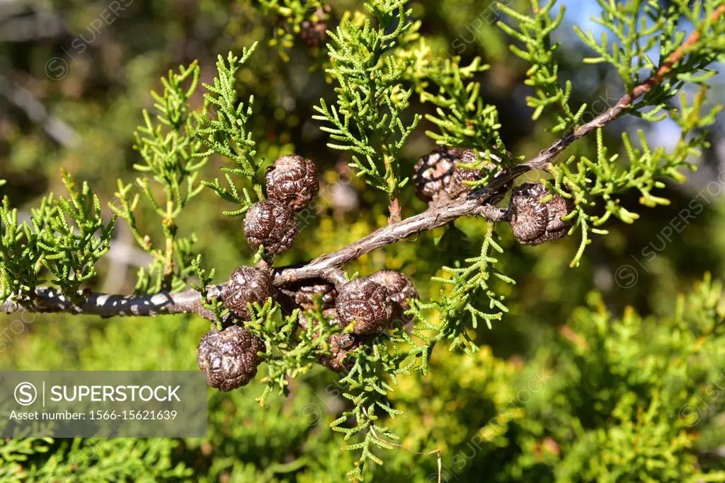 Forbes cypress (Cupressus forbesii or Hesperocyparis forbesii) is a conifer tree native to southwestern USA and Baja California (Mexico). Cones and le...