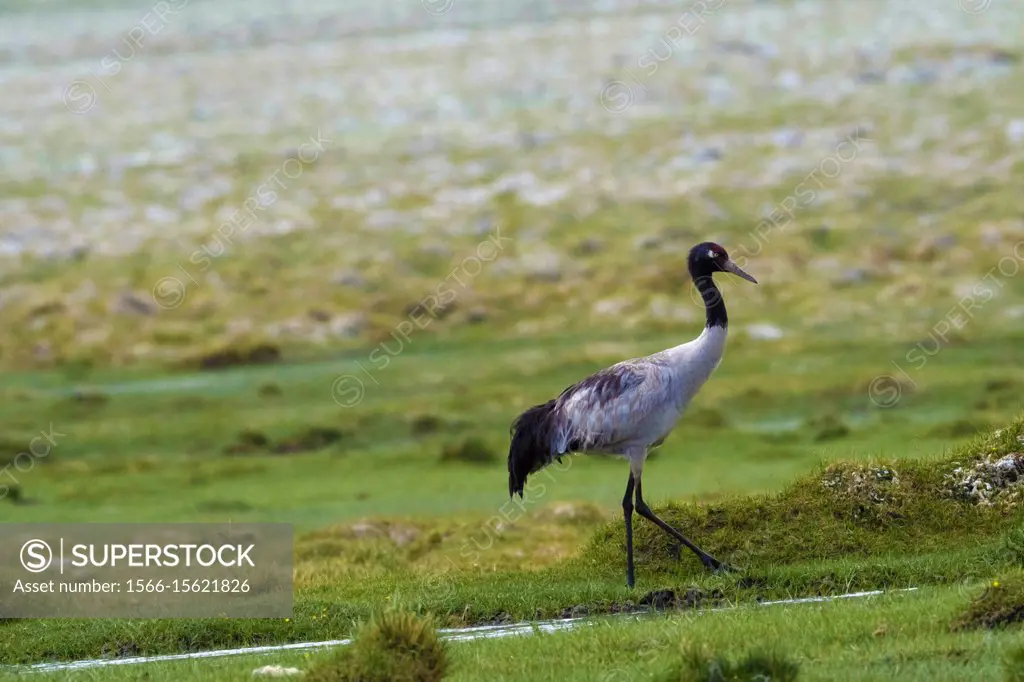 Black necked Crane, Grus nigricollis, Hanle, Leh Ladakh, Jammu and Kashmir, India.
