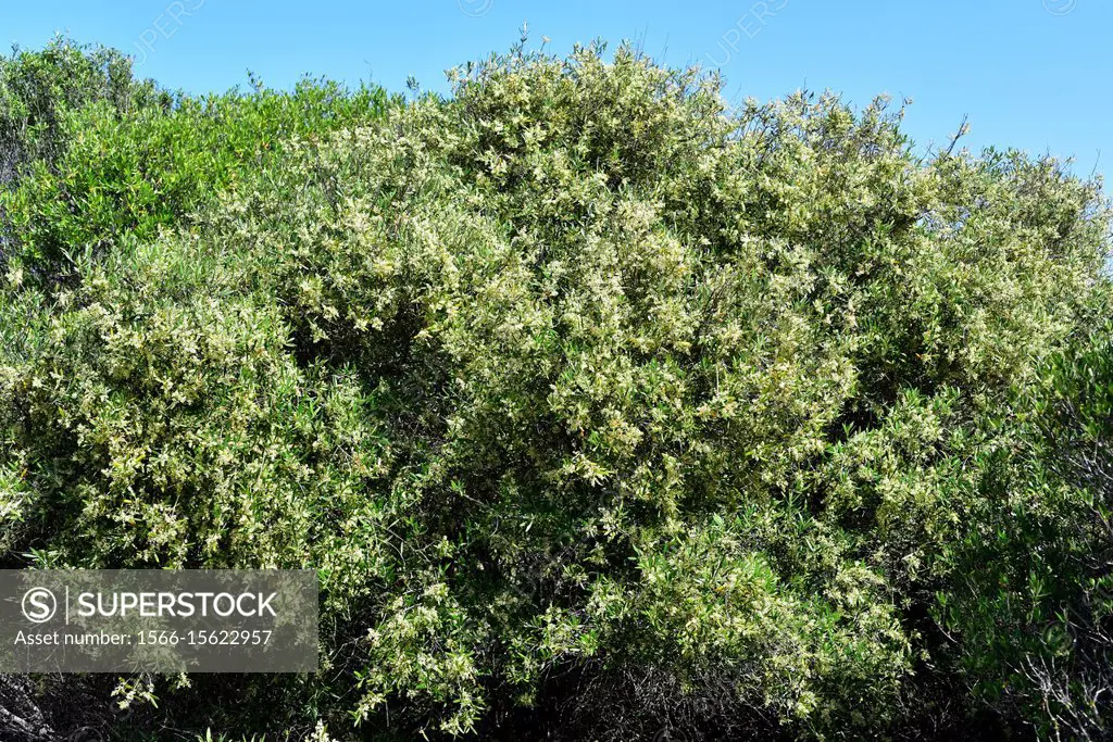 Majestic Beauty® Fruitless Olive, Olea europaea 'Monher', Monrovia Plant