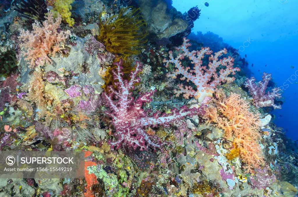 Coral reef with Tree Corals, Dendronephthya and Scleronephthya sp. , Lembeh Strait, North Sulawesi, Indonesia, Pacific.