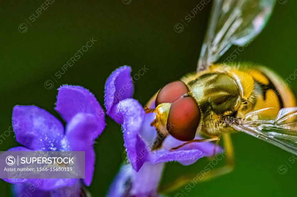 A syrphid comes to admire a purple flower up close.