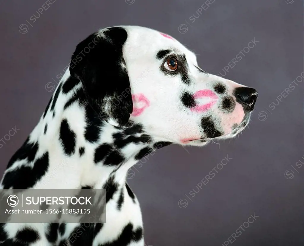 Dalmatian with kiss marks