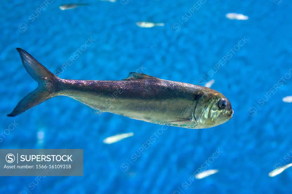Allis shad (Alosa alosa) is a marine fish native to Mediterranean Sea and eastern Atlantic Ocean of Europe and northern Africa. Is anadromous (go up t...