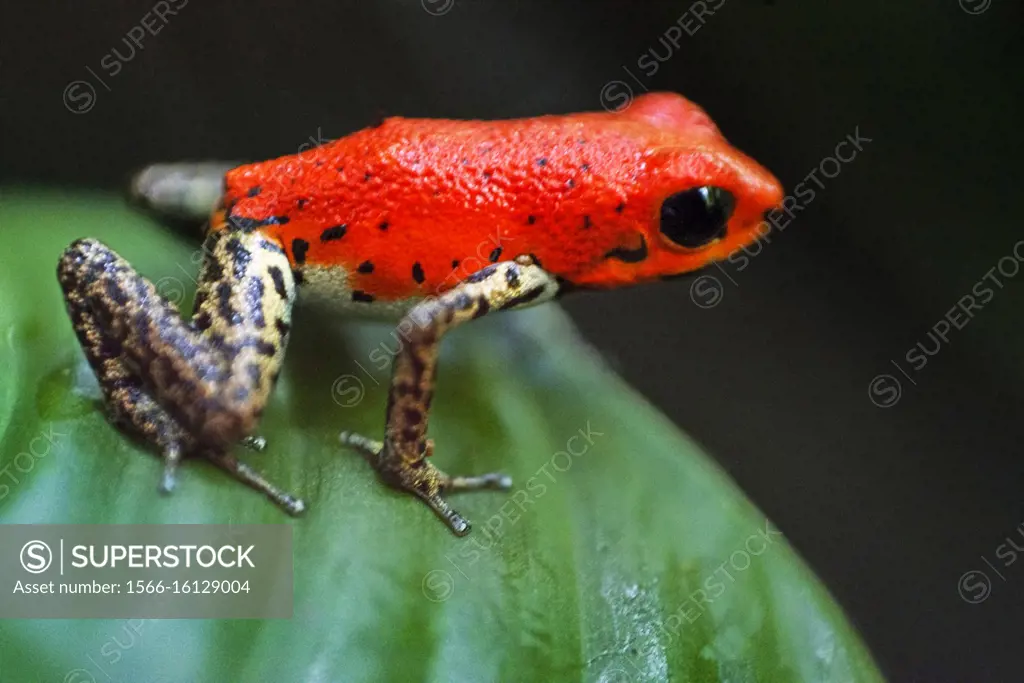 Strawberry Poison Frog (Dendrobates pumilio), adult, Bastimentos National Park, Bocas del Toro, Panama. The strawberry poison frog or strawberry poiso...