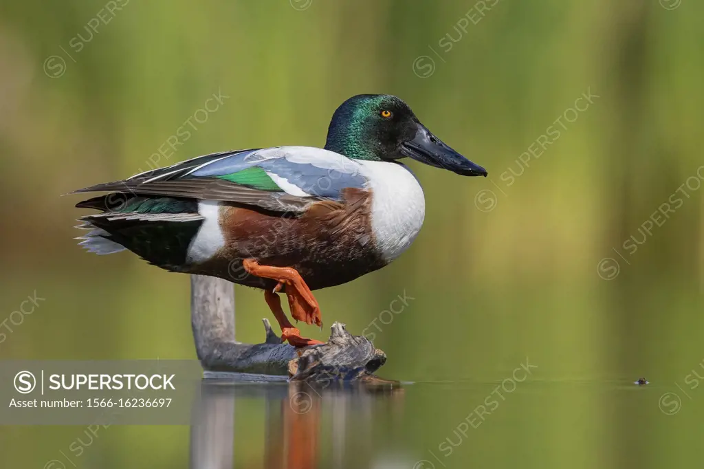 Northern Shoveler (Anas clypeata), side view of an adult male standing on a dead branch, Campania, Italy.
