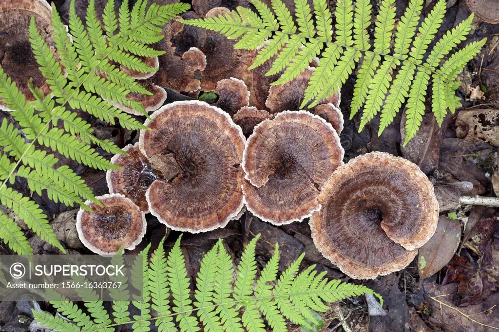 Zoned Tooth Fungi (Hydnellum concrescens) among ferns - Pisgah National Forest, near Brevard, North Carolina, USA.