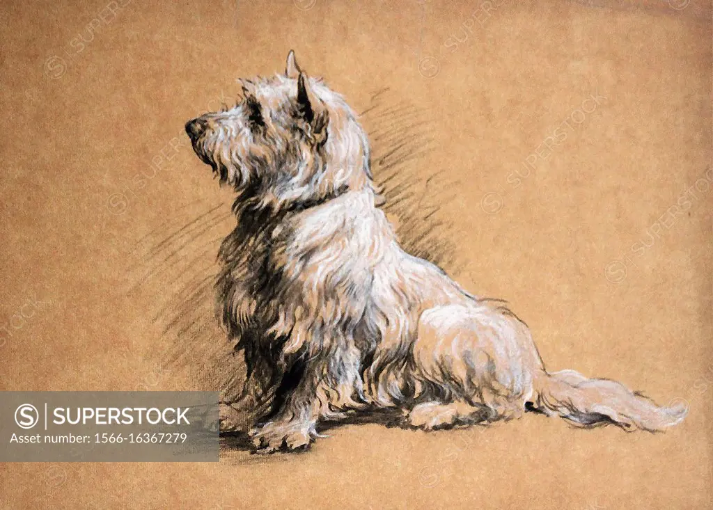 Dicksee Herbert Thomas - a West Highland Terrier (Preparatory Drawing) - British School - 19th Century.