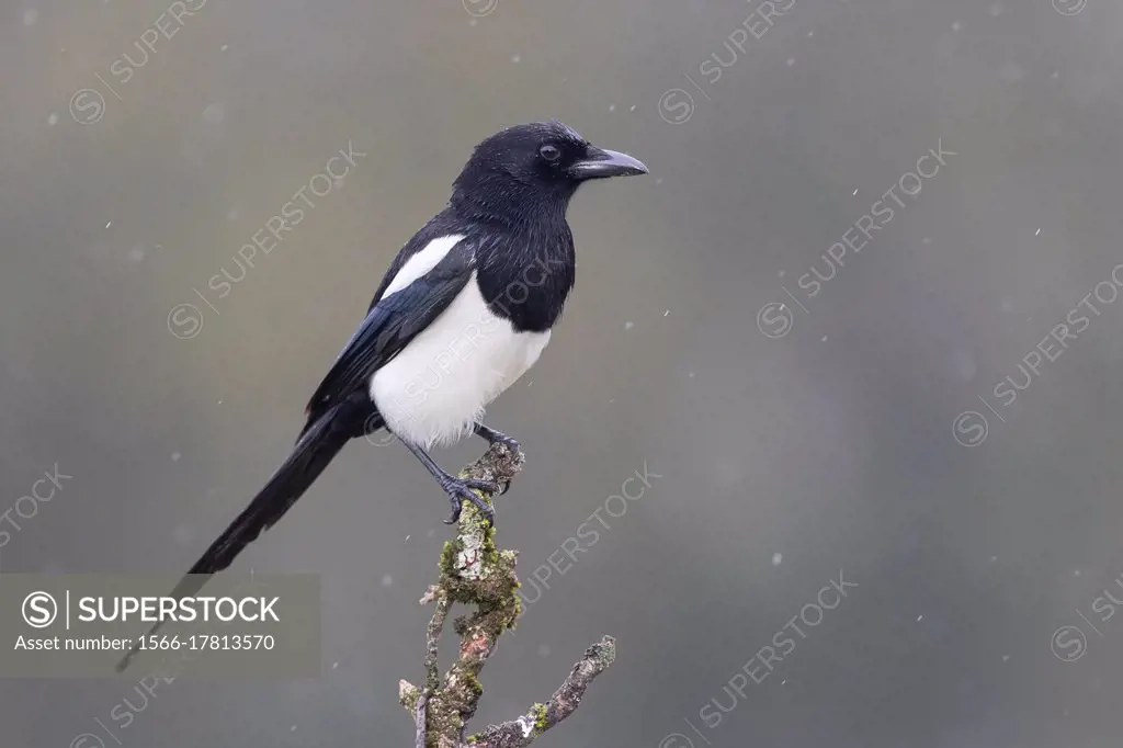 Eurasian Magpie (Pica pica), side view of an adult perched on a branch, Campania, Italy.