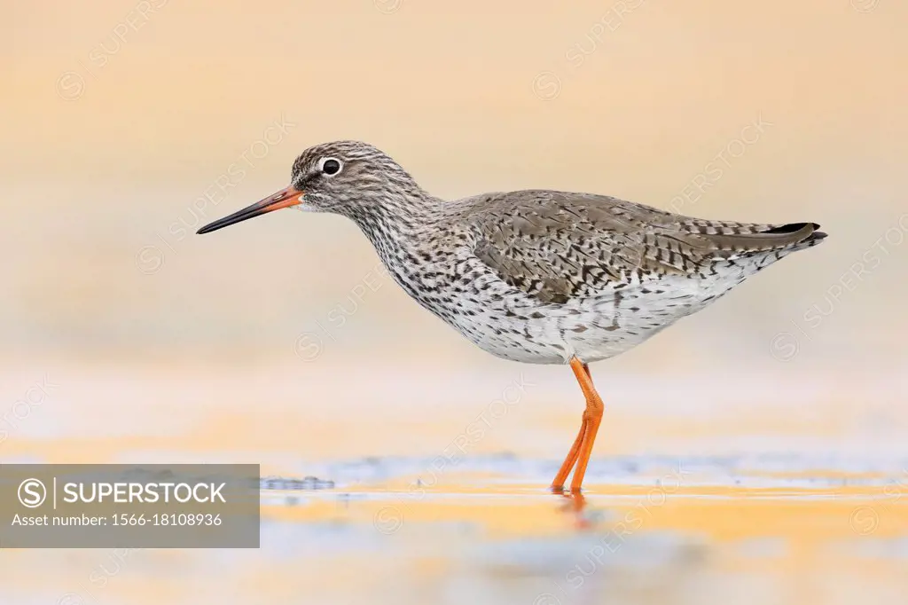 Common Redshank (Tringa totanus), side view of an adult standing in the water, Campania, Italy.