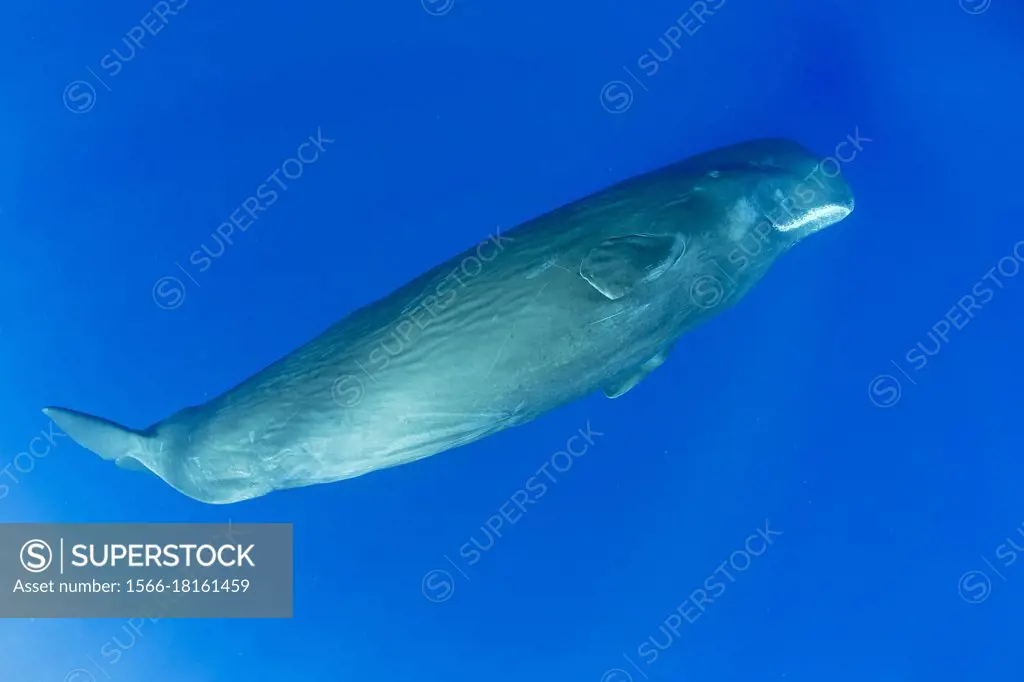 Sperm whale, (Physeter macrocephalus). Vulnerable (IUCN). The sperm whale is the largest of the toothed whales. Sperm whales are known to dive as deep...