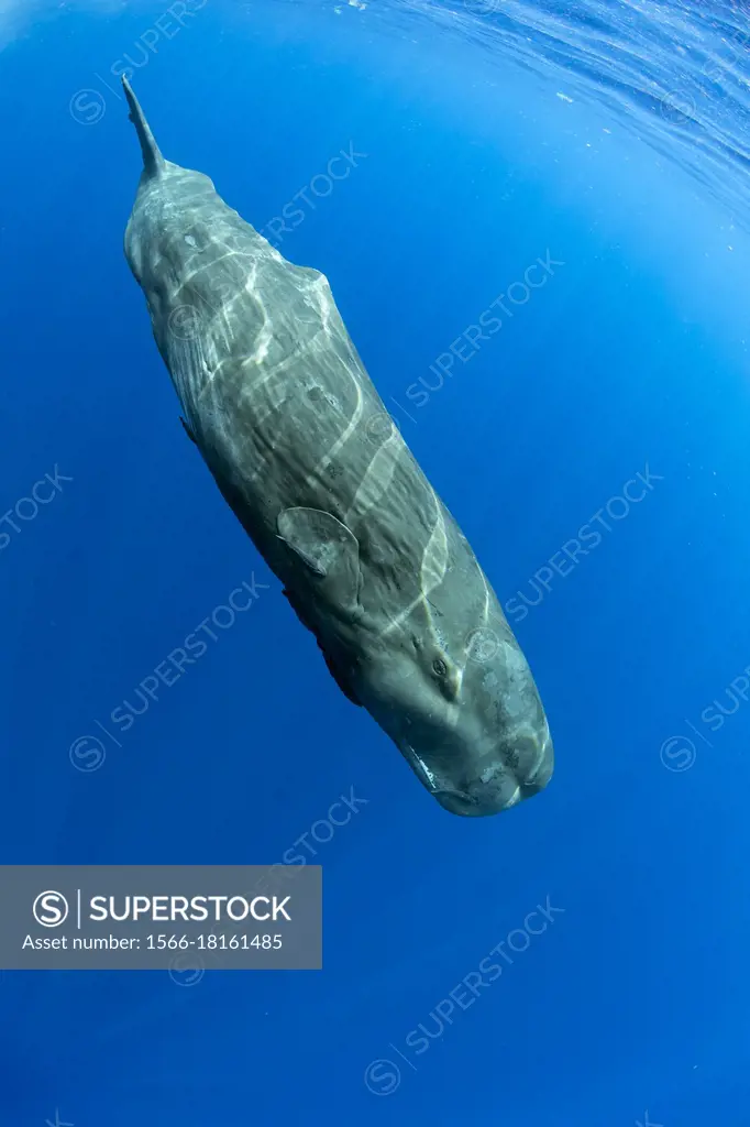 Sperm whale, (Physeter macrocephalus), Vulnerable (IUCN). The sperm whale is the largest of the toothed whales. Sperm whales are known to dive as deep...