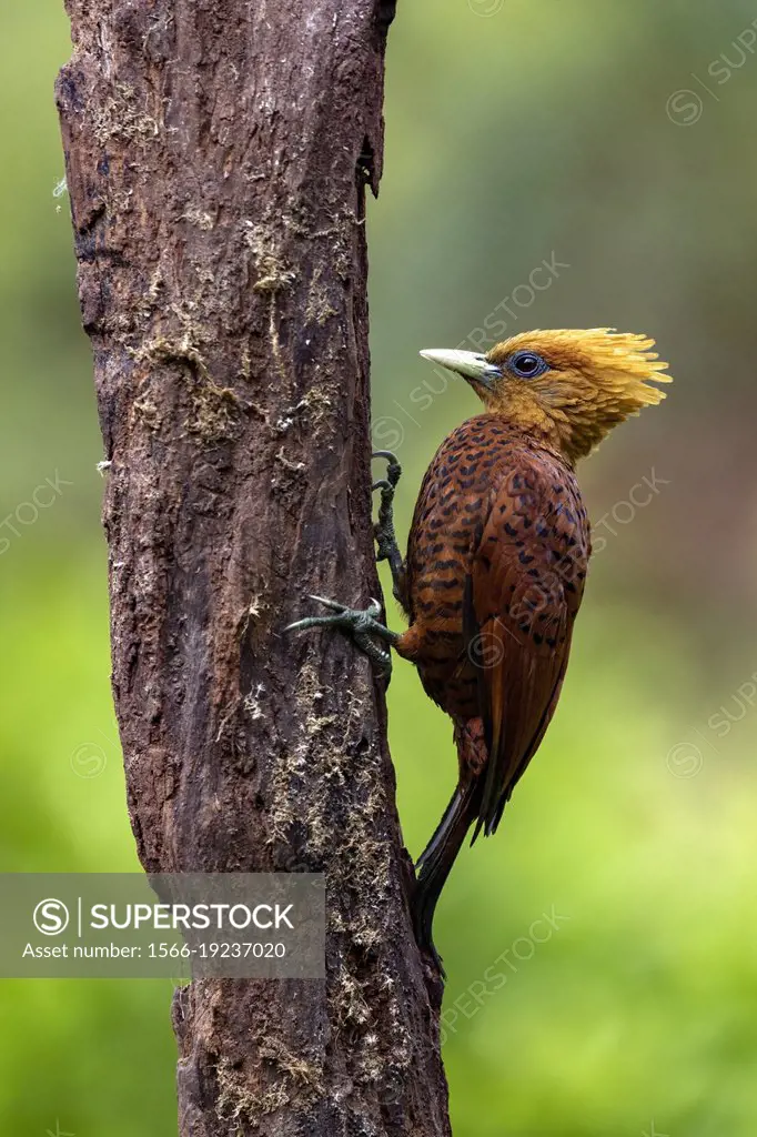Chestnut-colored Woodpecker female (Celeus castaneus) - La Laguna del Lagarto Eco-Lodge, Boca Tapada, Costa Rica.