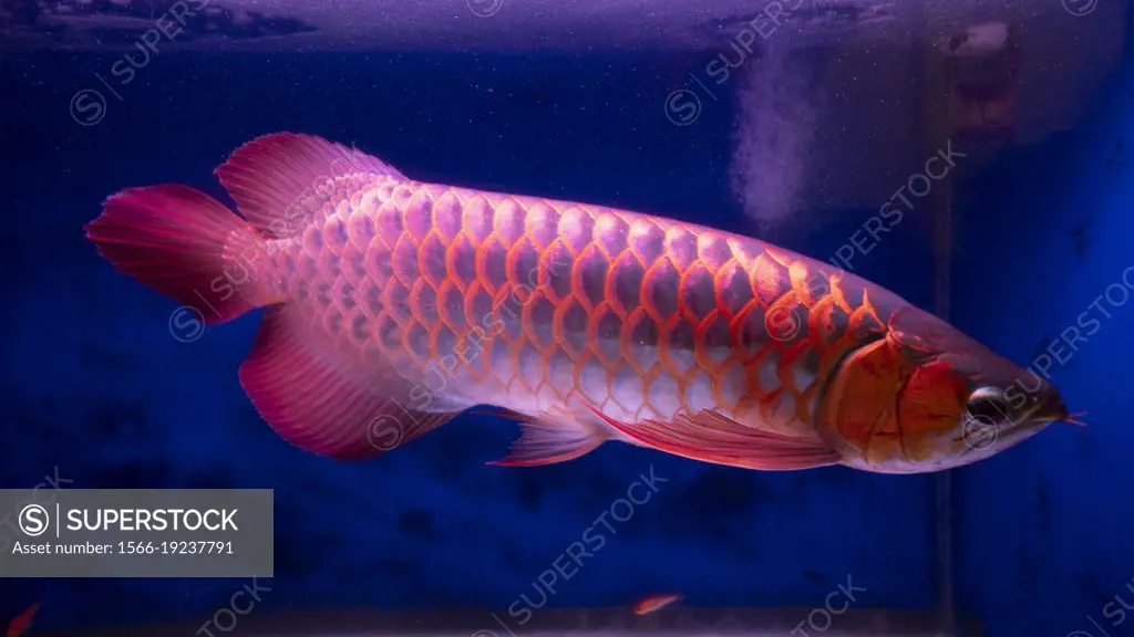 Arowanas are freshwater bony fish of the subfamily Osteoglossinae, In this family of fish, the head is bony and the elongated body is covered by large...