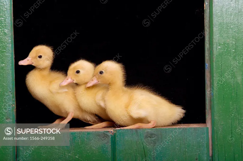 3 Day Old Ducklings